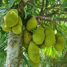 Jackfruit Plant